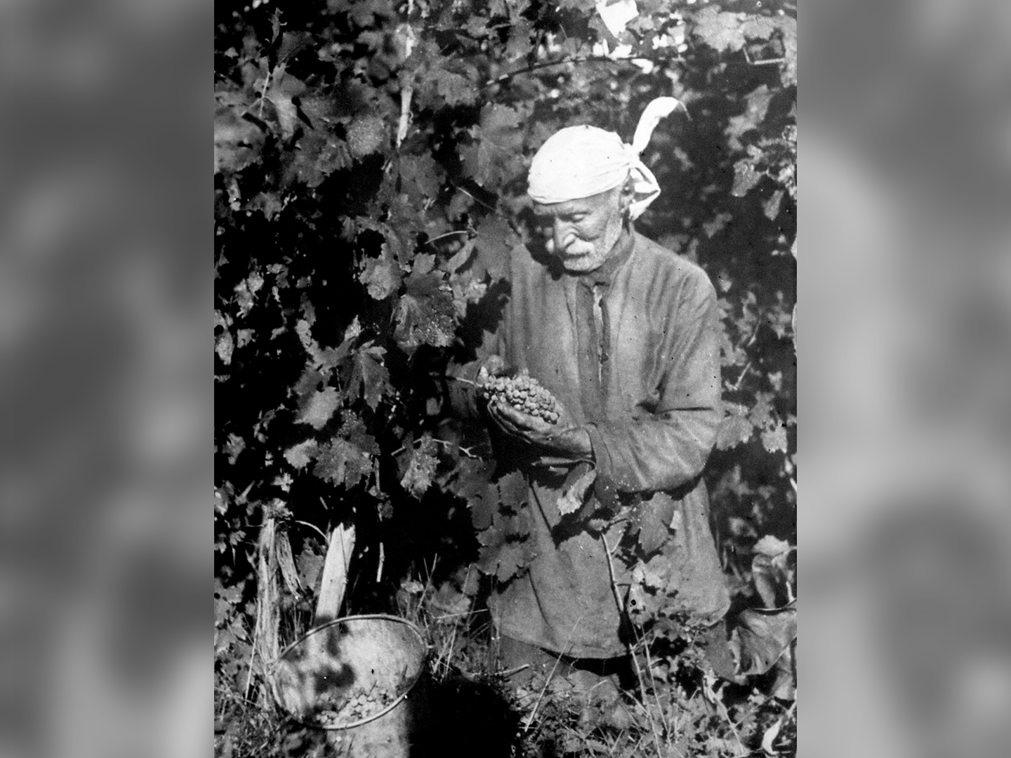 Avetissyan’s grandfather working the vineyard in Togh village