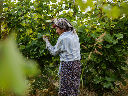 An old lady working in a vineyard